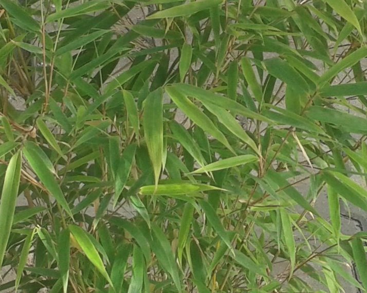Fargesia rufa - niet woekerende bamboe